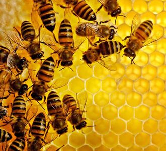 Bienenprodukter géint Entzündung an der Prostata