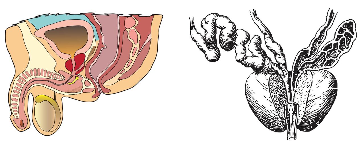 Anatomie vun der Prostata